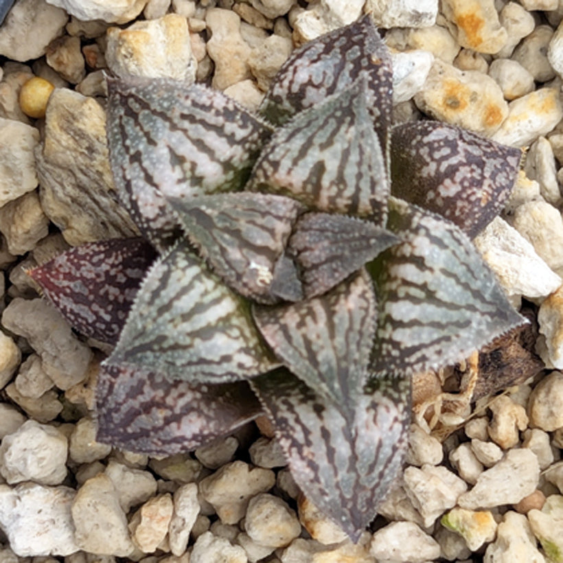 Haworthia  hybrid series PP584 #59
