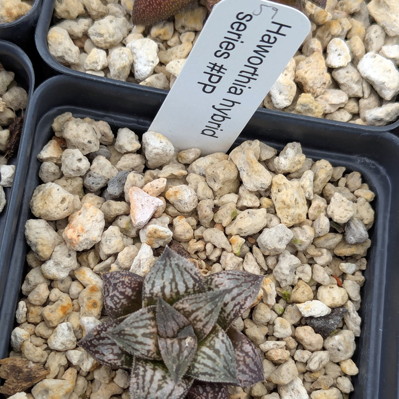 Haworthia  hybrid series PP584 #59
