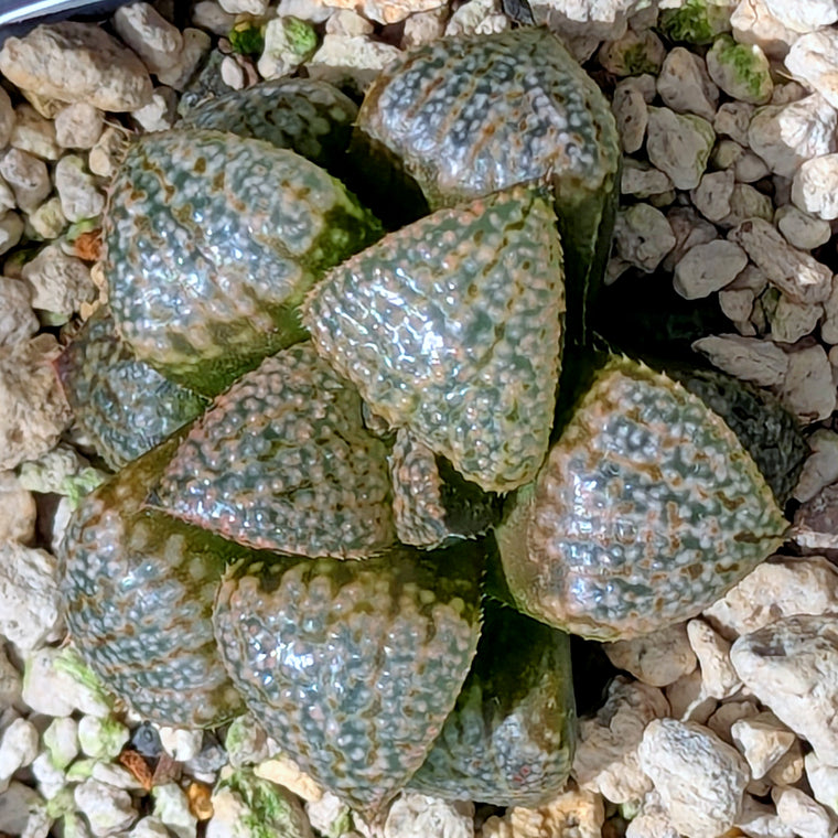 Haworthia 
