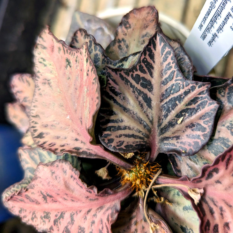 Euphorbia francoisii #6
