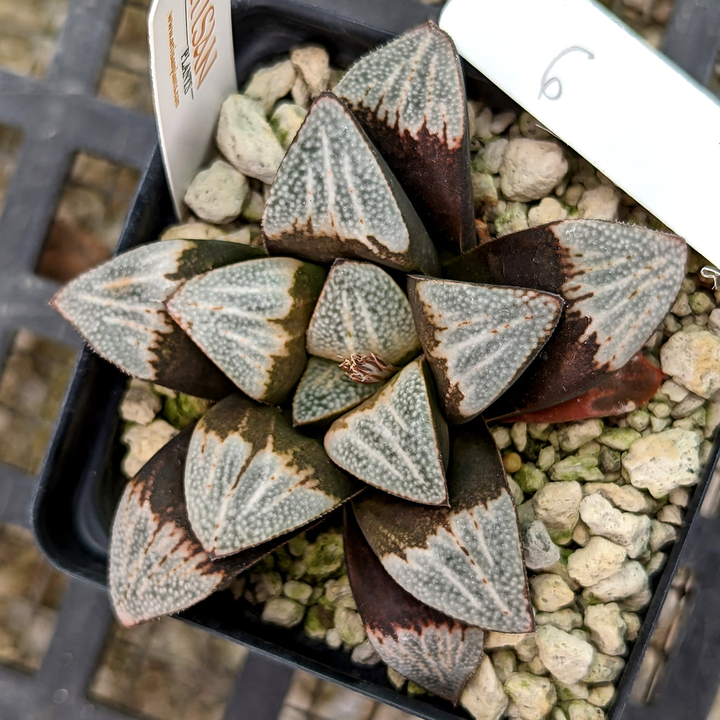 Haworthia groenewaldii back-cross hybrid series PP410  #6 SOLD OUT