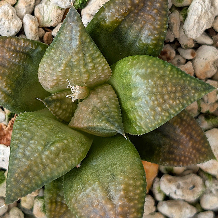 Haworthia PP619 hybrid series #6