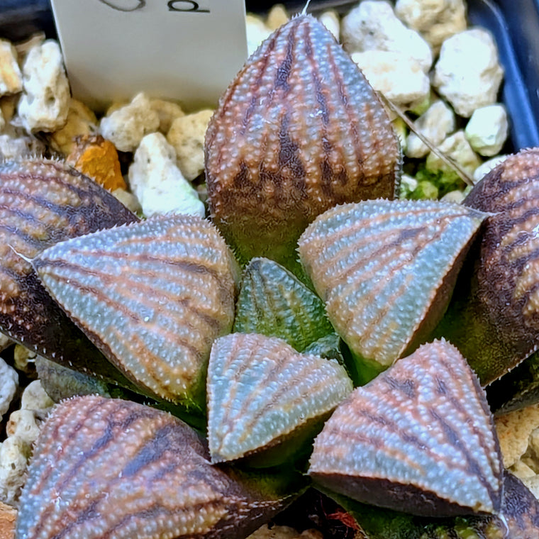 Haworthia 