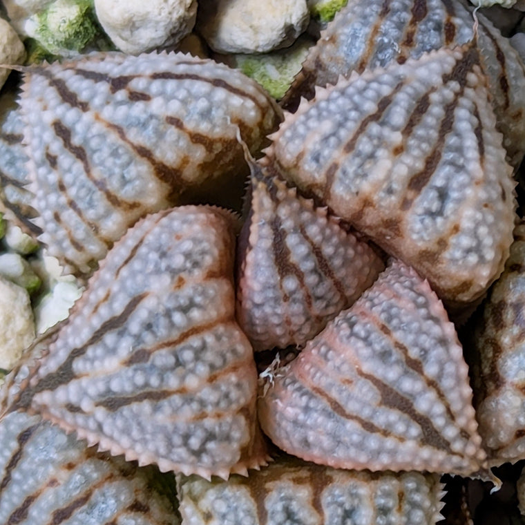 Haworthia PP614 hybrid series #6