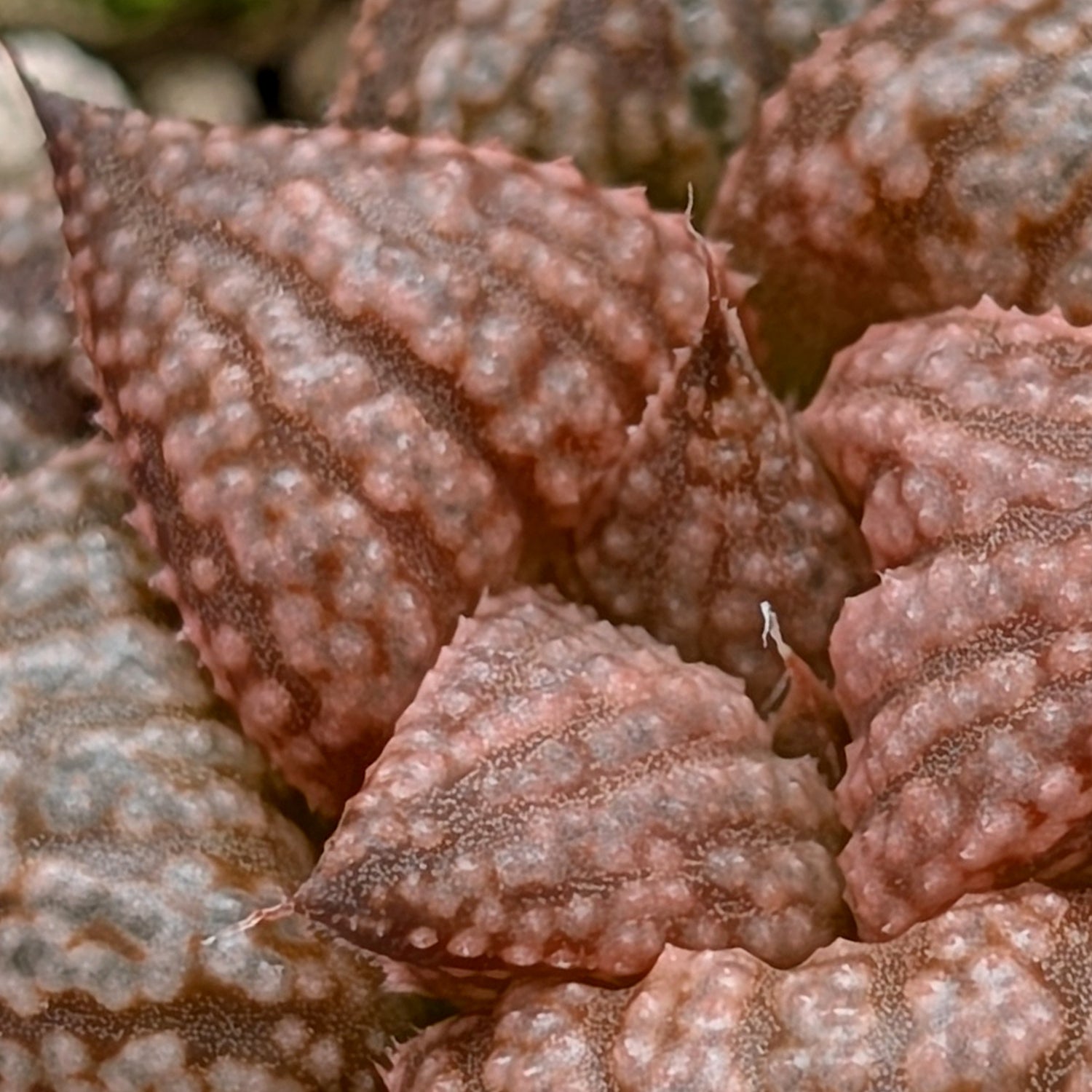 Haworthia  hybrid series PP573 #6