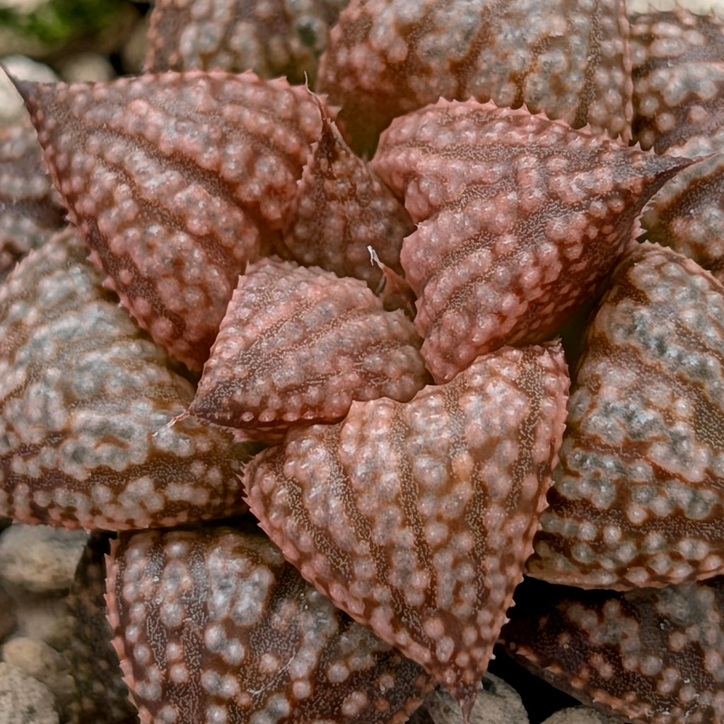 Haworthia  hybrid series PP573 #6