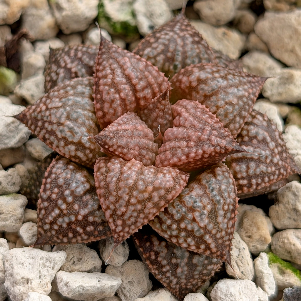 Haworthia  hybrid series PP573 #6