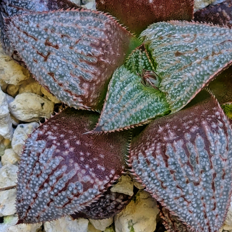 Haworthia  hybrid series PP584 #6
