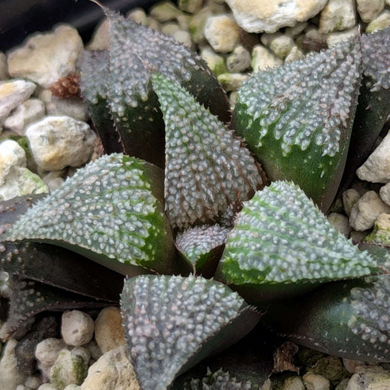 Haworthia PP611 hybrid series #6