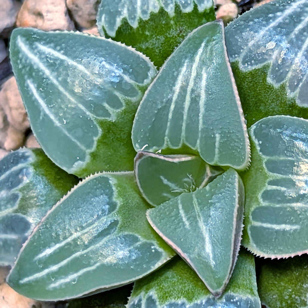Haworthia PP642 White Widow hybrid series #6