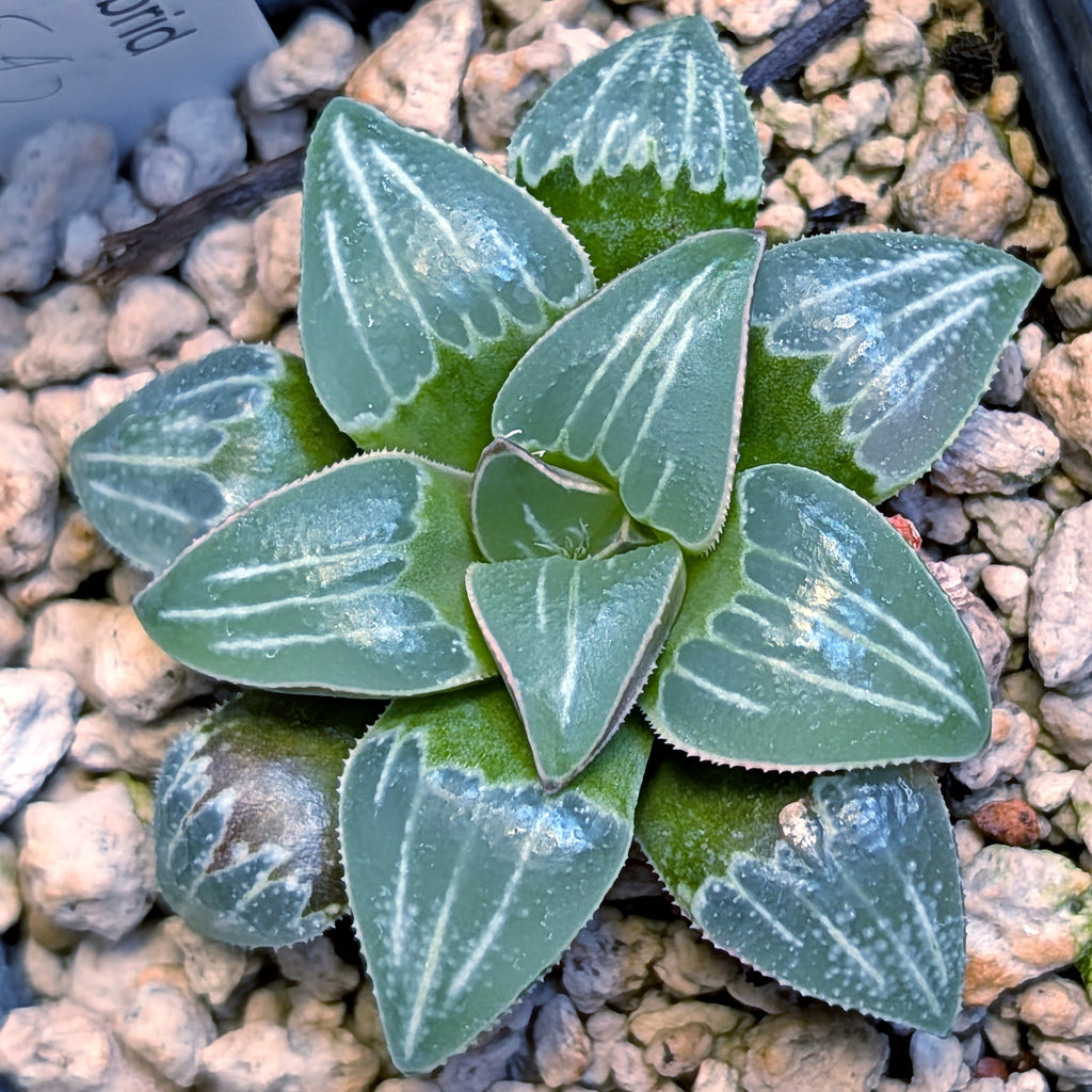 Haworthia PP642 White Widow hybrid series #6