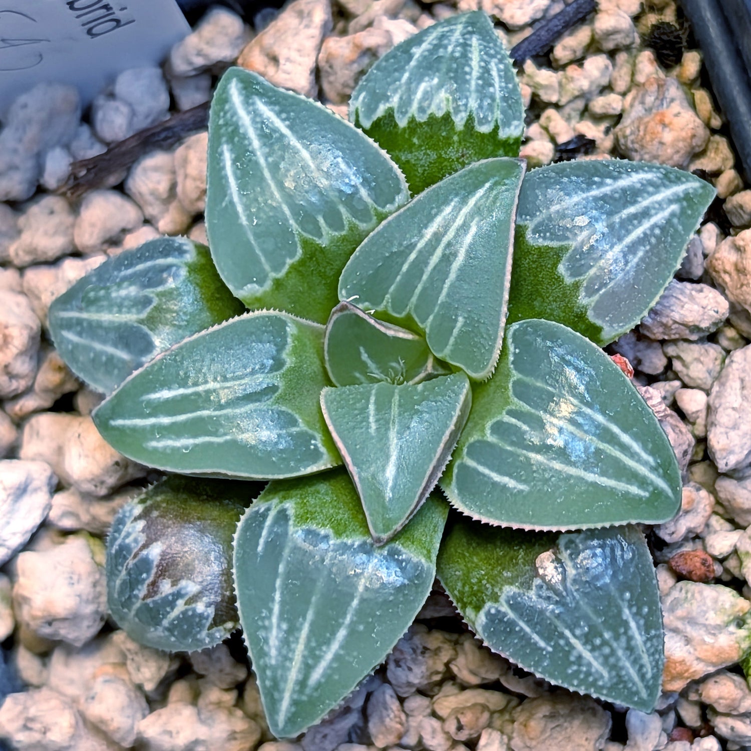 Haworthia PP642 White Widow hybrid series #6