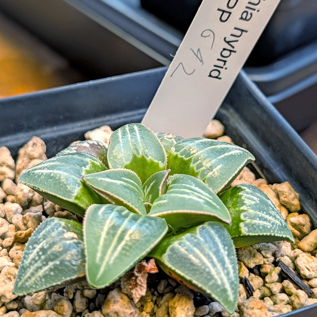 Haworthia PP642 White Widow hybrid series #6