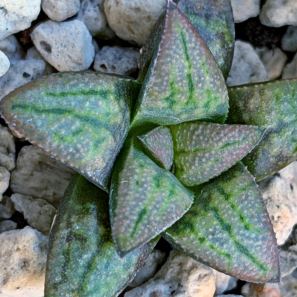 Haworthia PP672 hybrid series #6