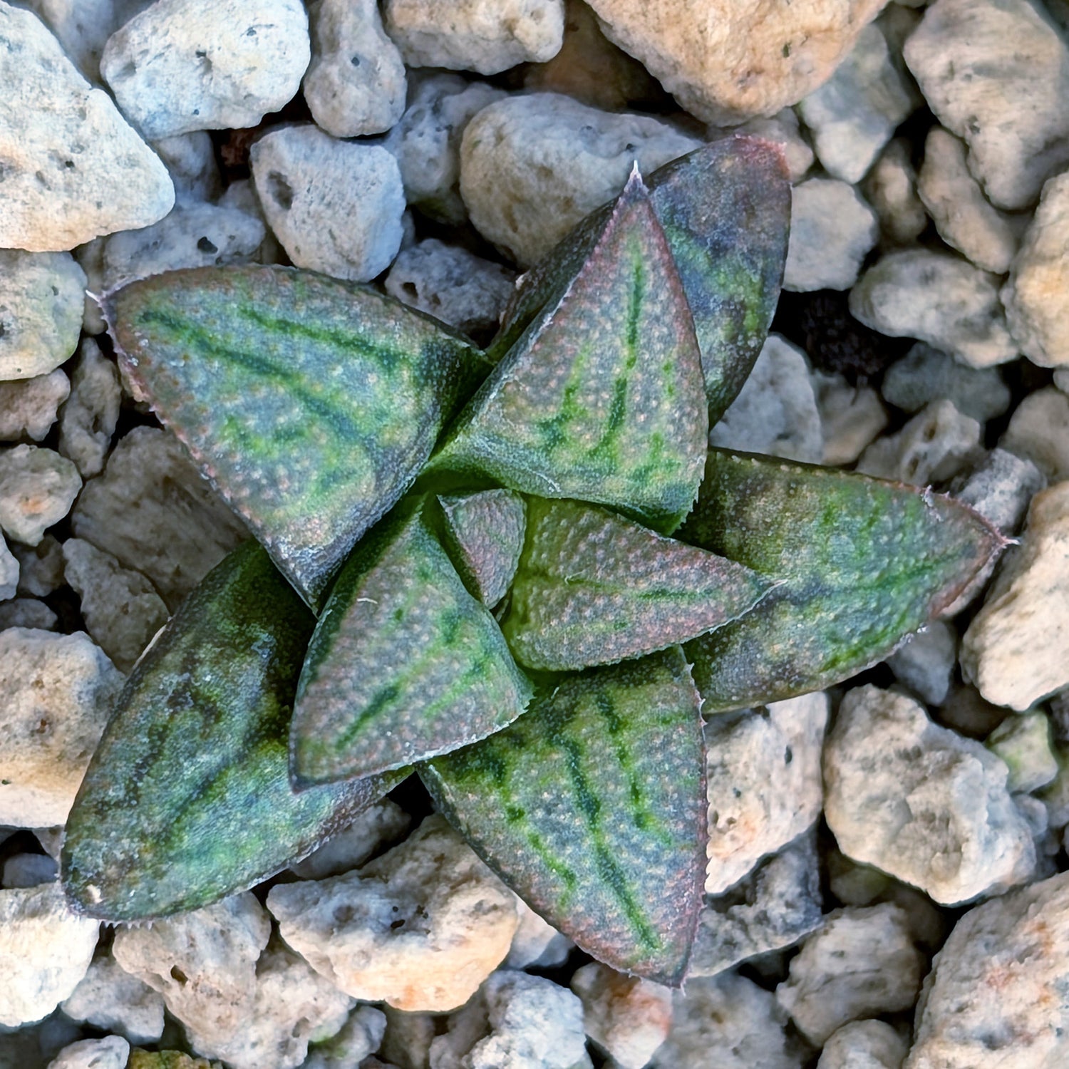 Haworthia PP672 hybrid series #6