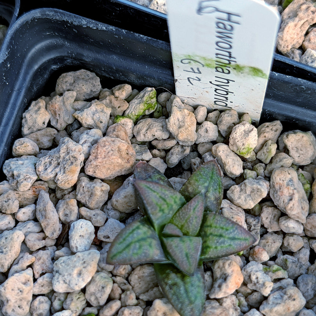 Haworthia PP672 hybrid series #6