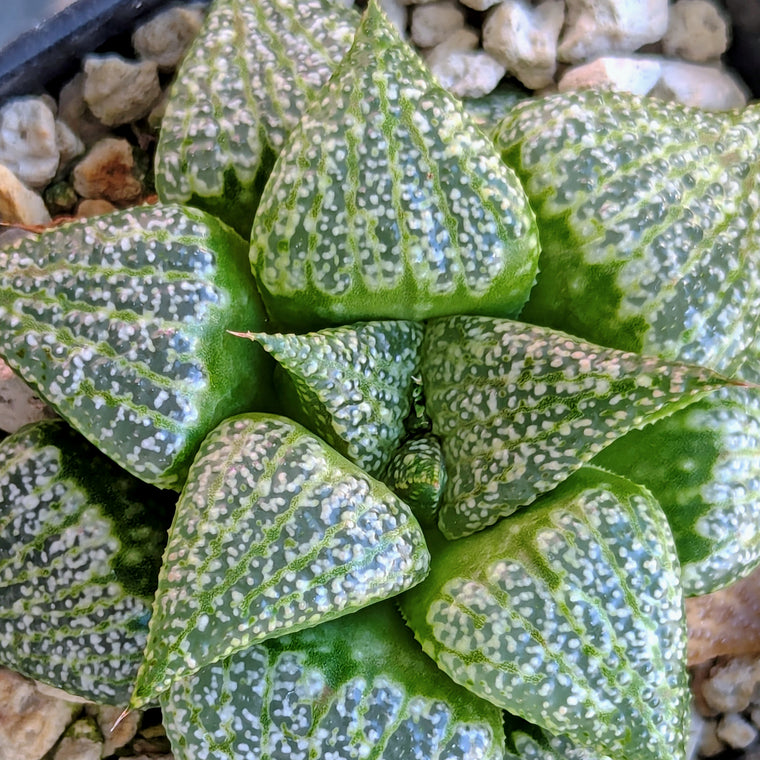 Haworthia hybrid series PP209 #60