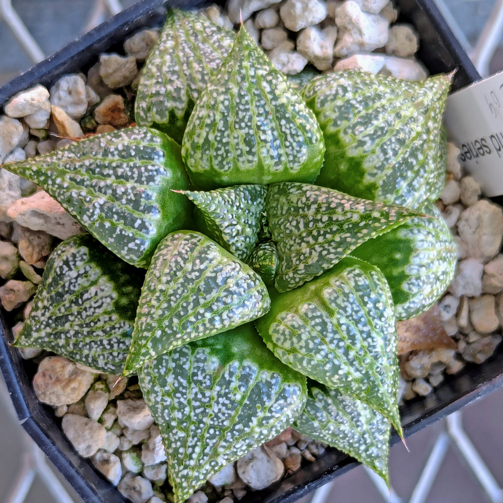 Haworthia hybrid series PP209 #60