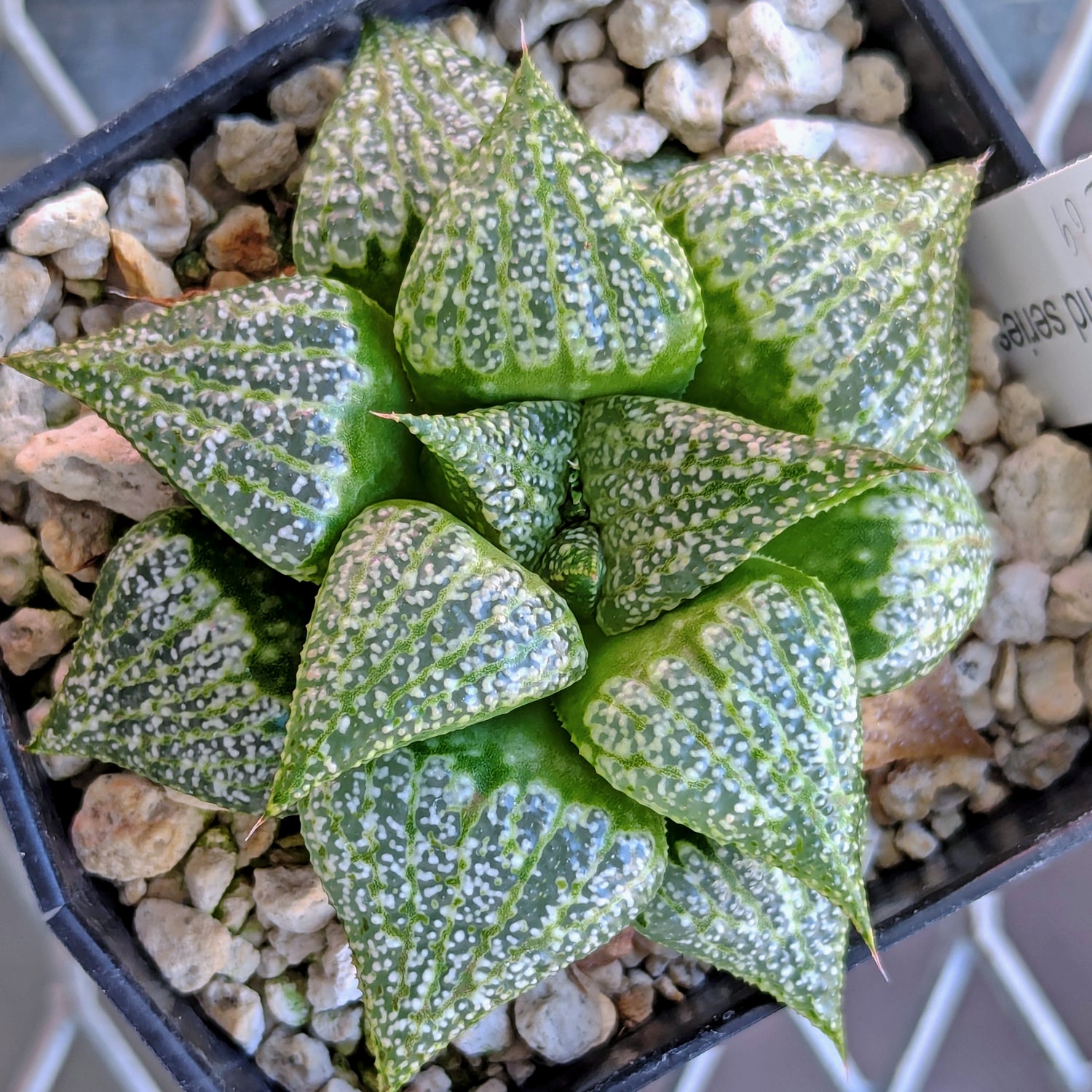 Haworthia hybrid series PP209 #60