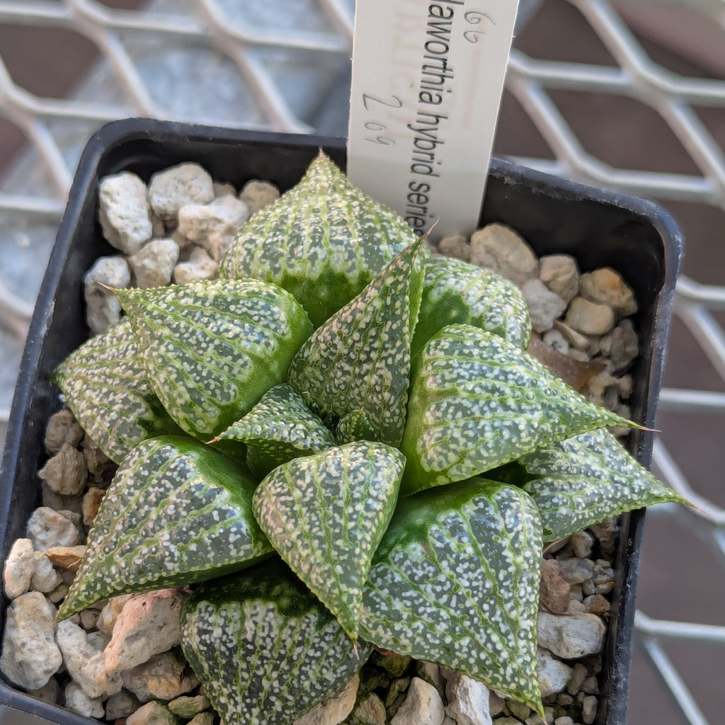 Haworthia hybrid series PP209 #60