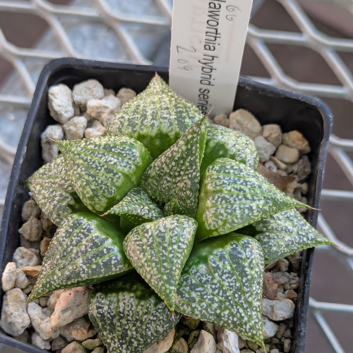 Haworthia hybrid series PP209 #60