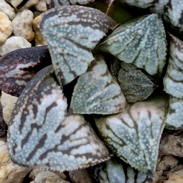 Haworthia  hybrid series PP583  #60