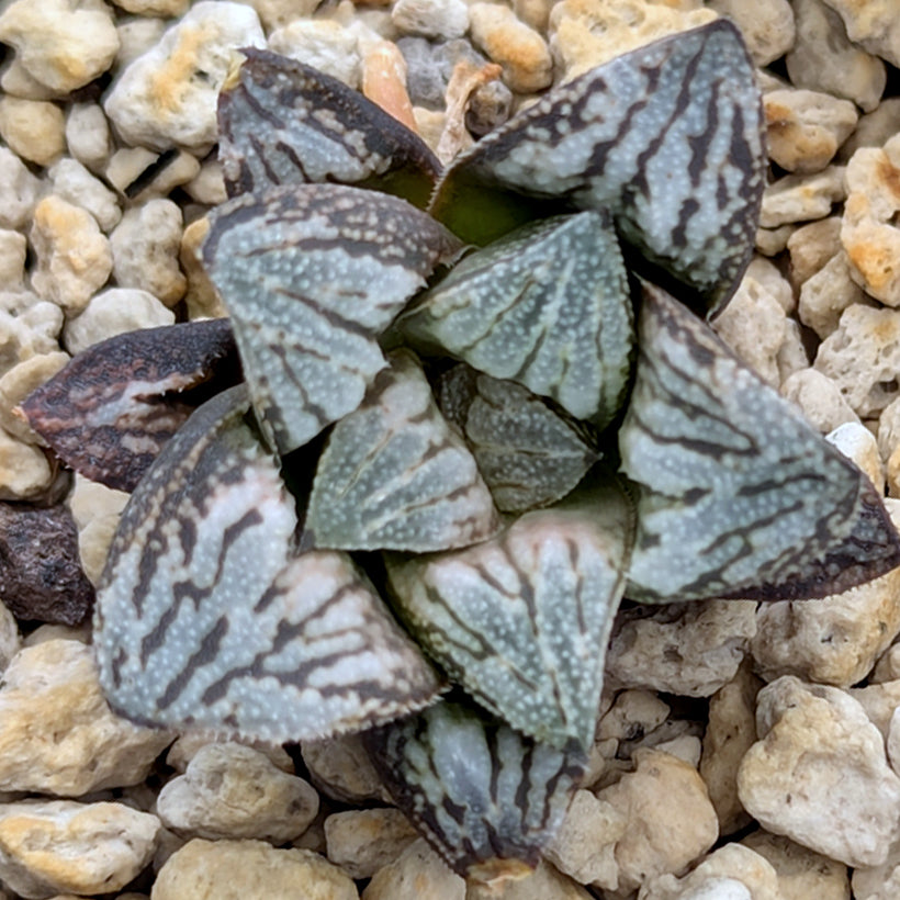 Haworthia  hybrid series PP583  #60