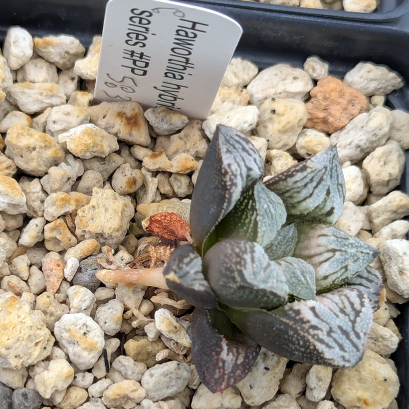 Haworthia  hybrid series PP583  #60