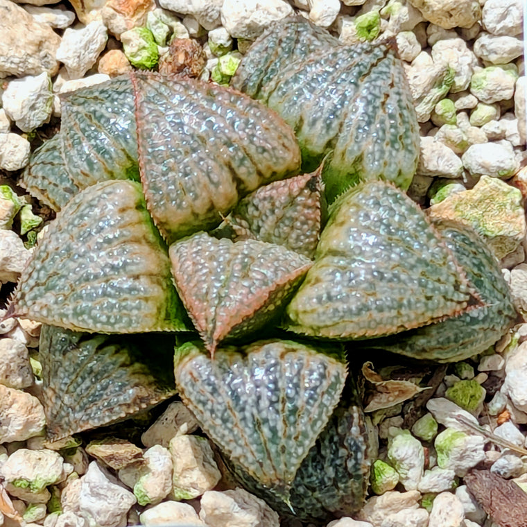 Haworthia 
