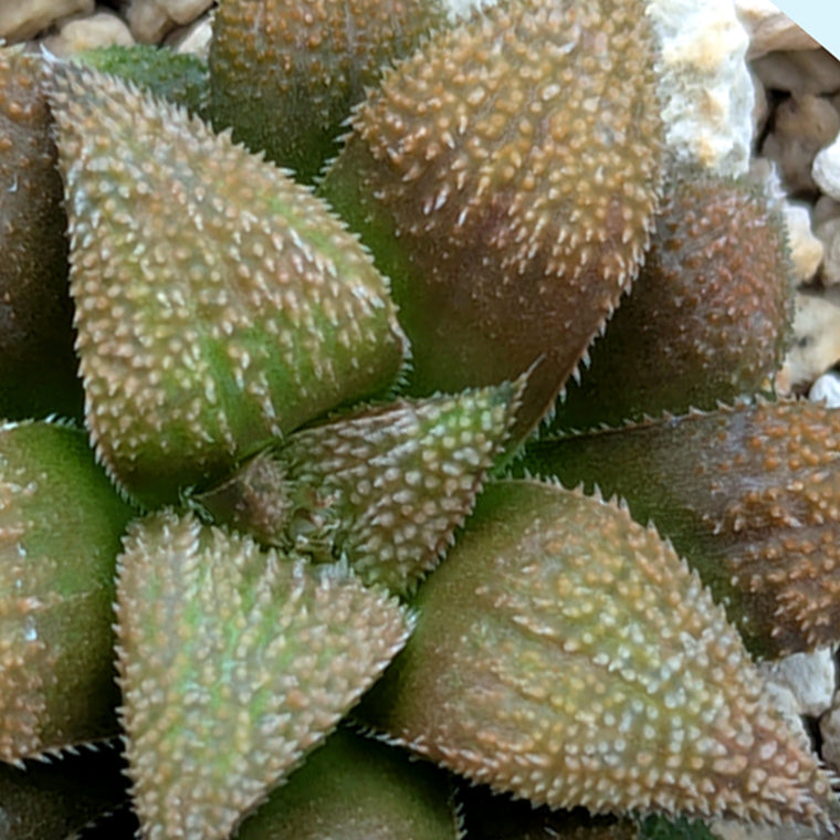 Haworthia  hybrid series PP584 #61