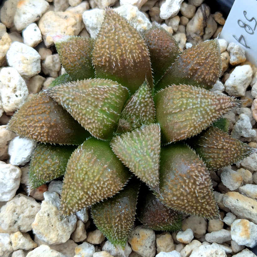 Haworthia  hybrid series PP584 #61