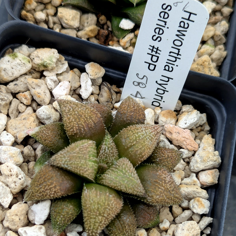 Haworthia  hybrid series PP584 #61