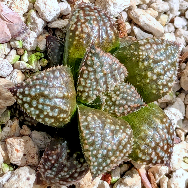 Haworthia 
