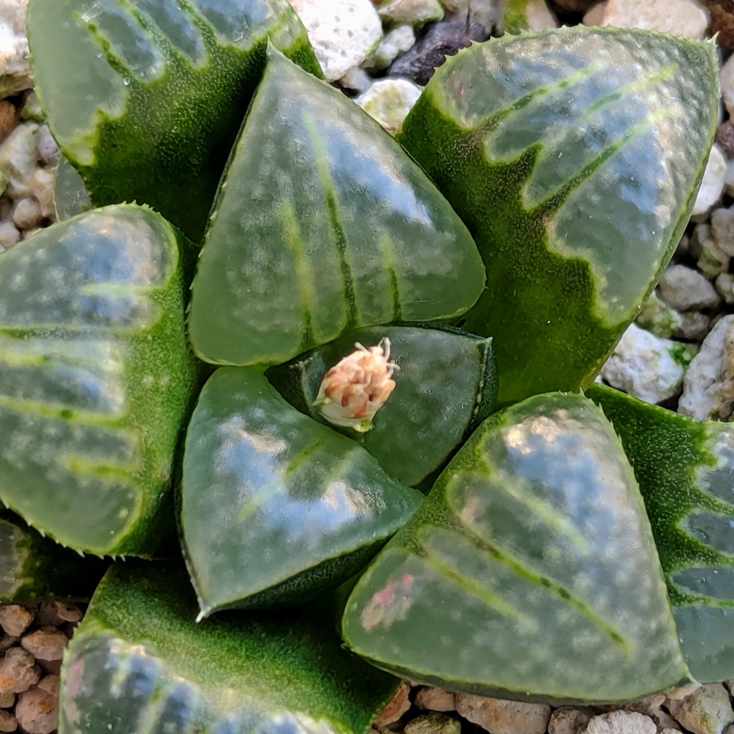 Haworthia PP644 White Widow hybrid series #62