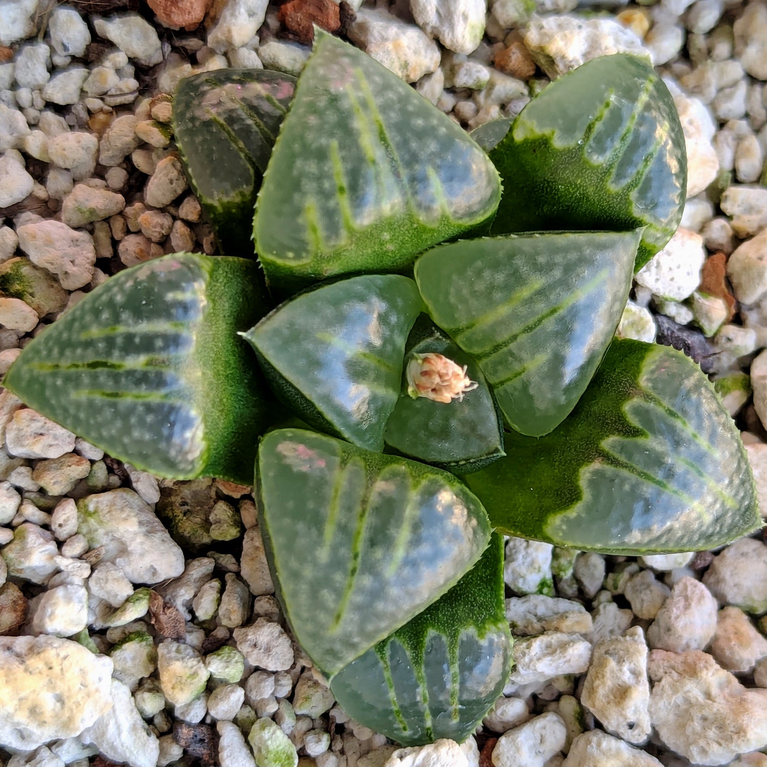 Haworthia PP644 White Widow hybrid series #62