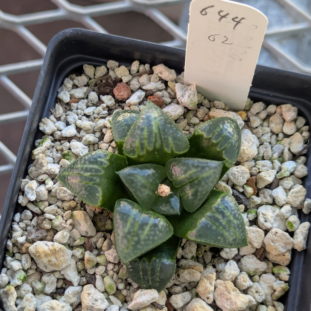 Haworthia PP644 White Widow hybrid series #62