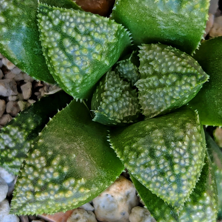 Haworthia PP636 hybrid series #63