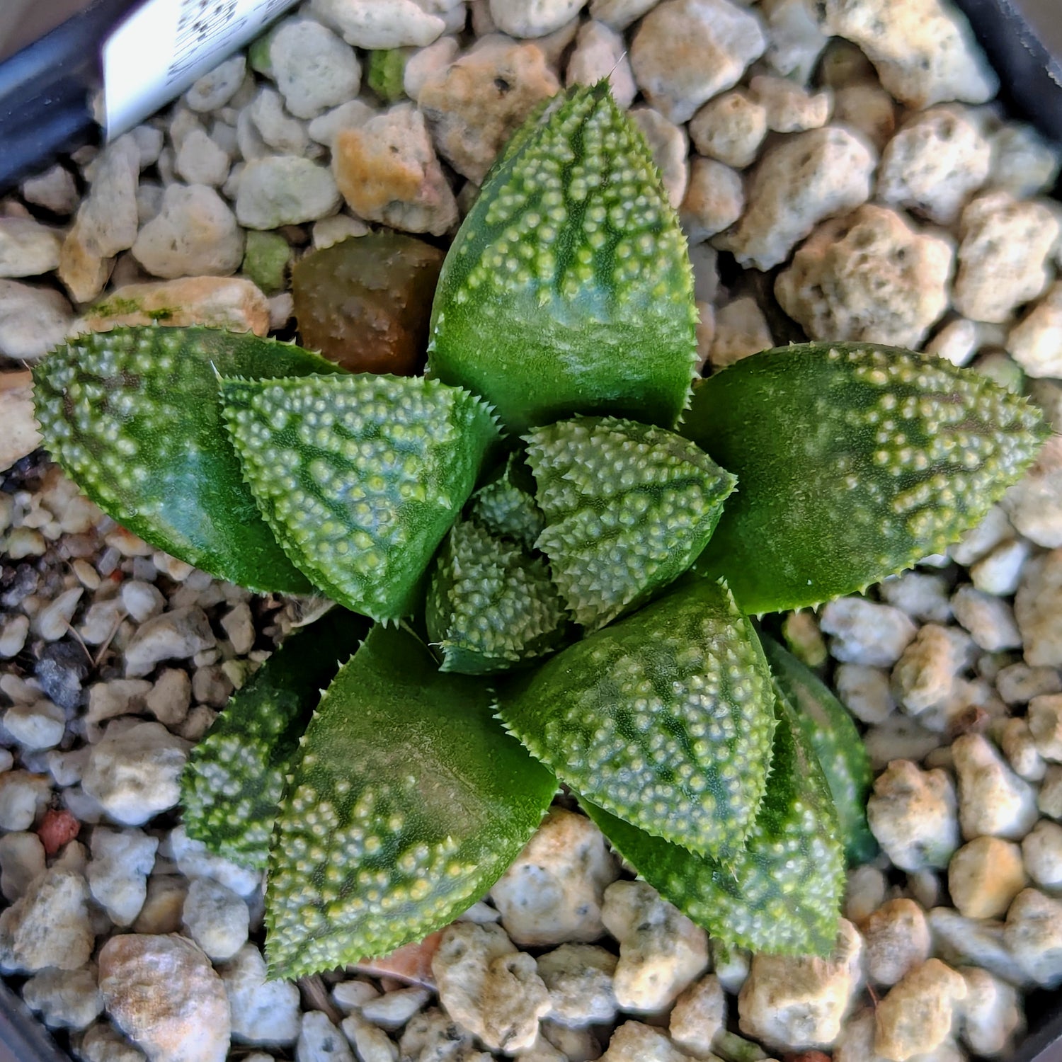 Haworthia PP636 hybrid series #63