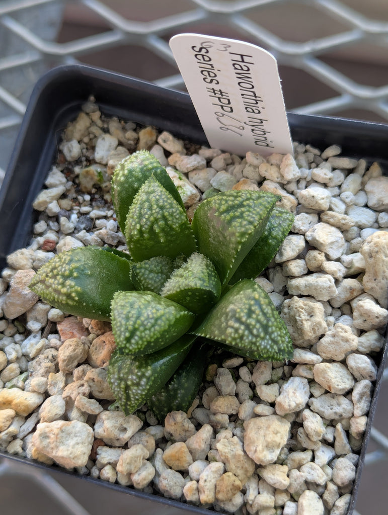 Haworthia PP636 hybrid series #63
