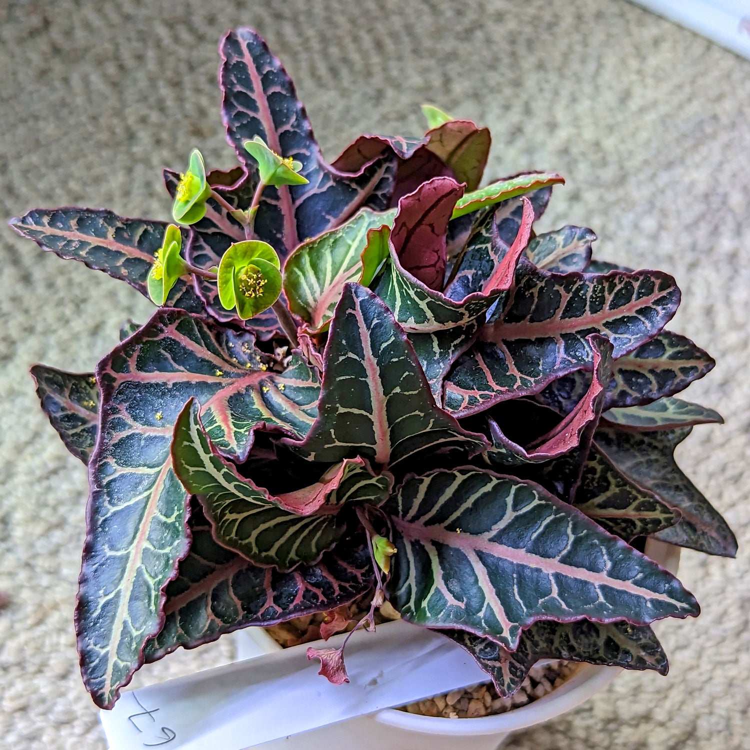 Euphorbia francoisii #67 SOLD OUT