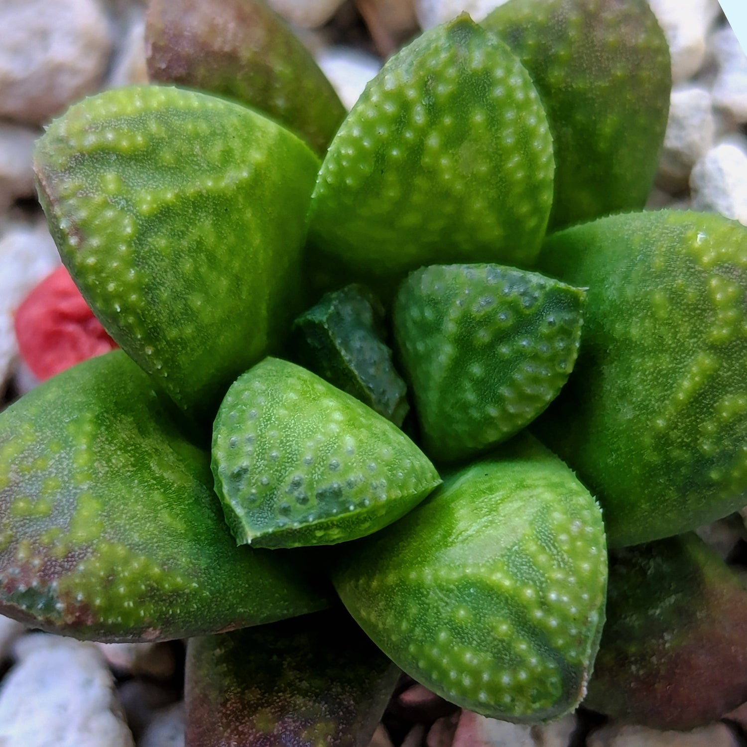 Haworthia PP576 hybrid series #7