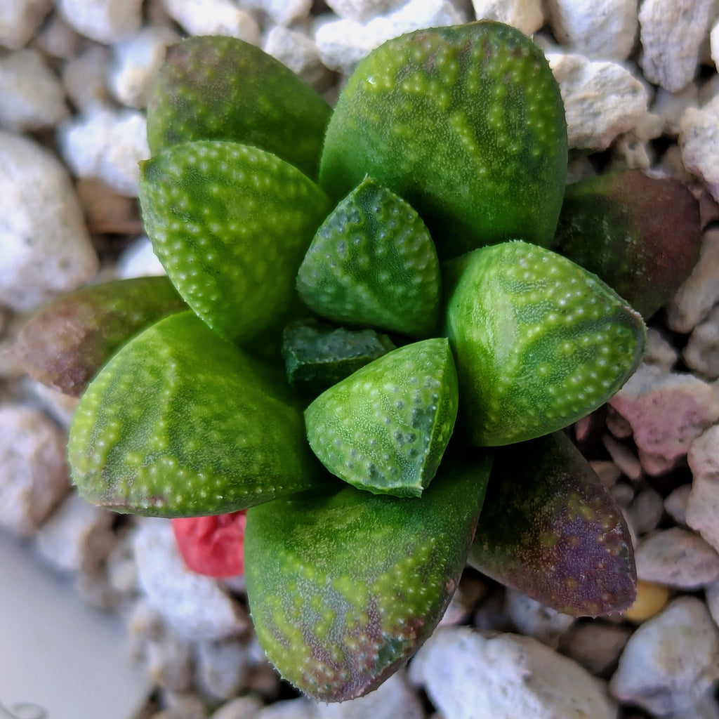 Haworthia PP576 hybrid series #7