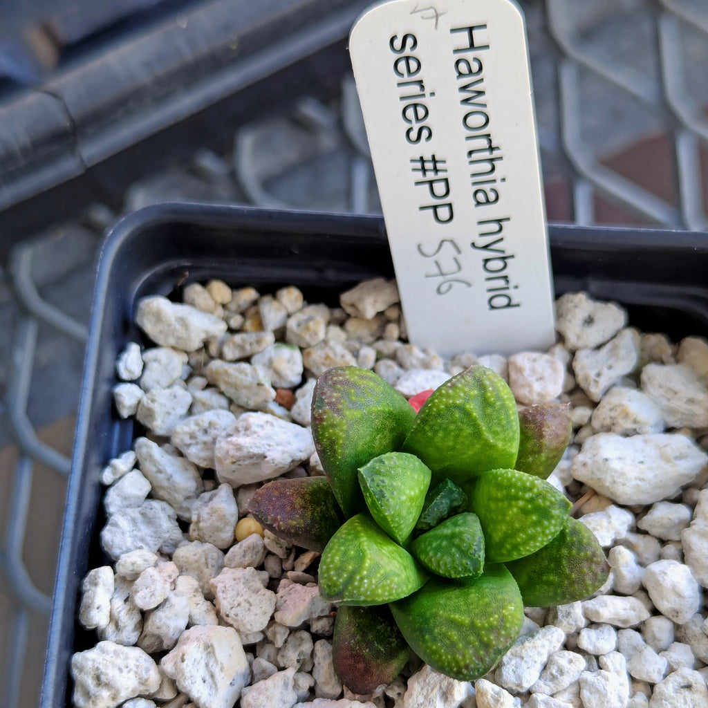 Haworthia PP576 hybrid series #7