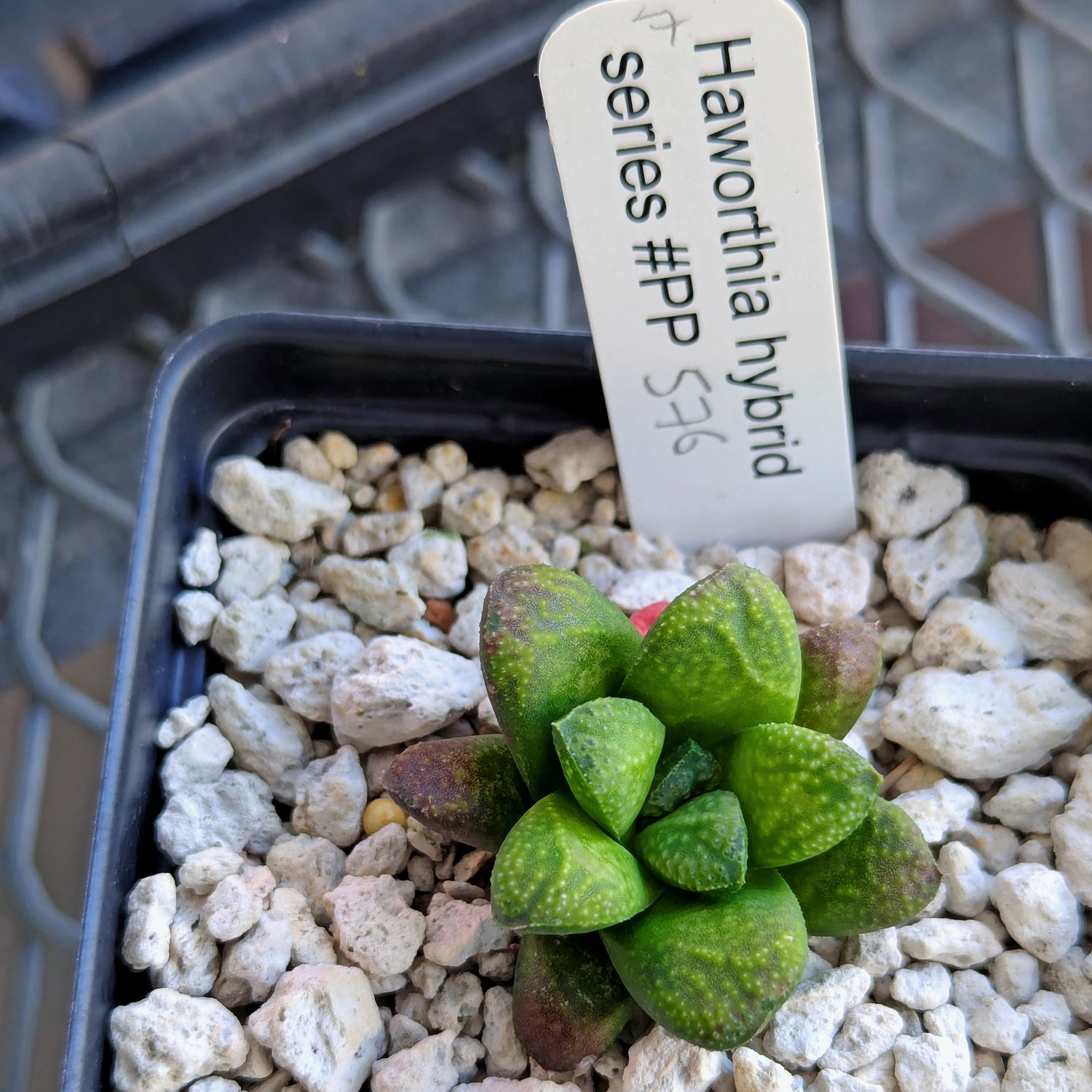 Haworthia PP576 hybrid series #7