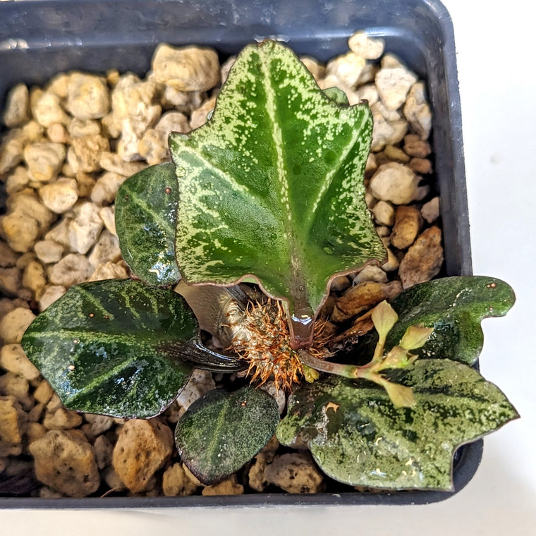Euphorbia francoisii #7