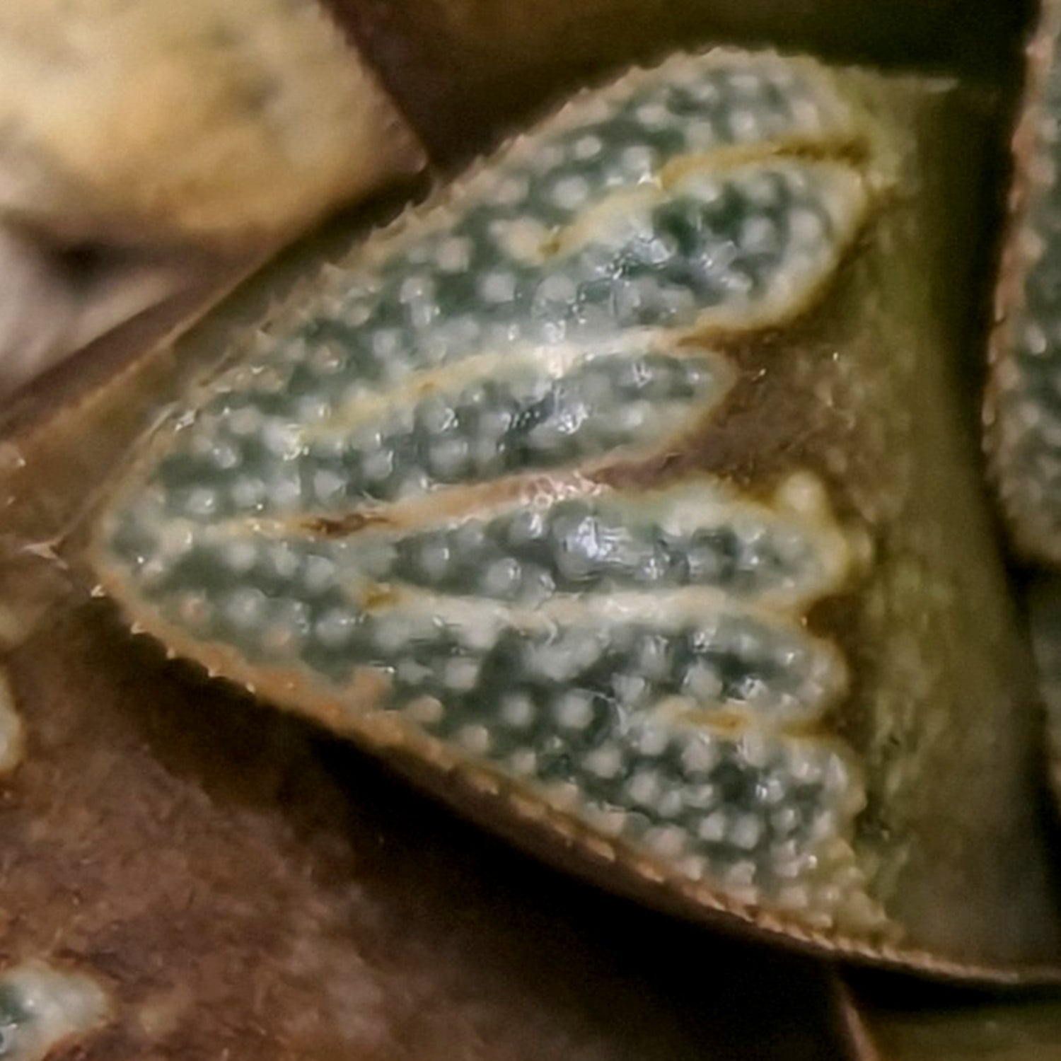Haworthia groenewaldii hybrid series PP413 #7 SOLD OUT