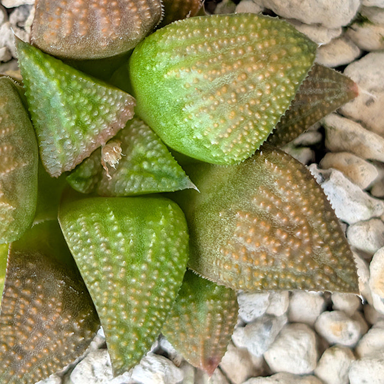 Haworthia PP619 hybrid series #7