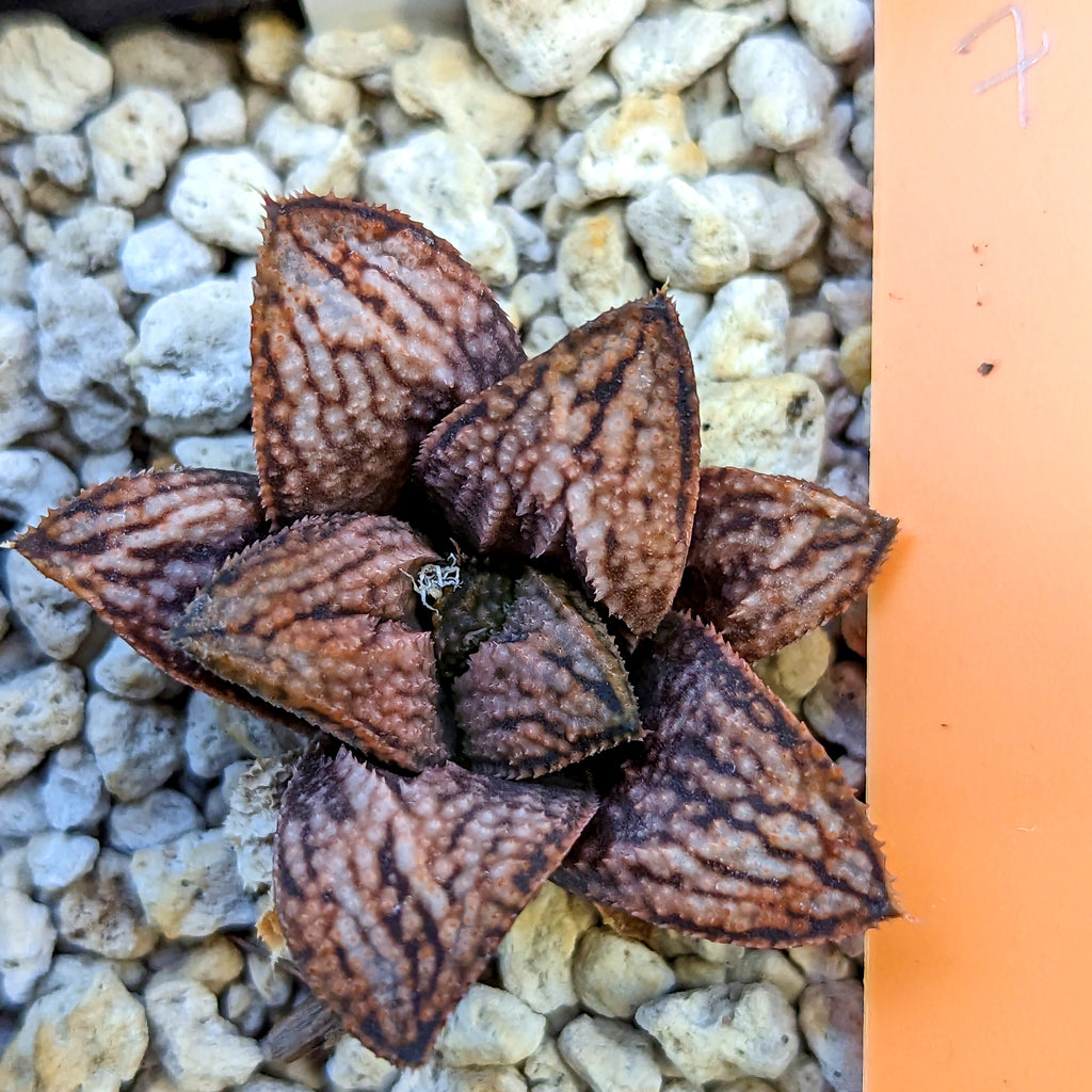 Haworthia "Cersei"  PP33 hybrid series TC plant possible 4N #7 SOLD OUT
