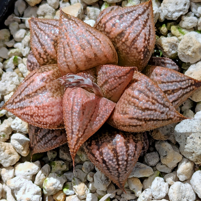 Haworthia PP614 hybrid series #7
