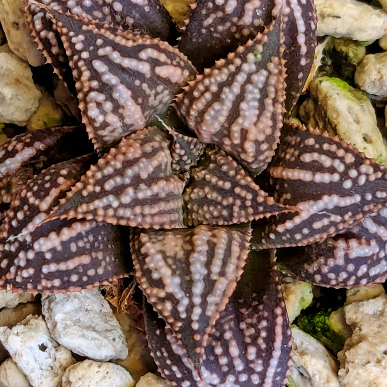 Haworthia PP614 hybrid series #7